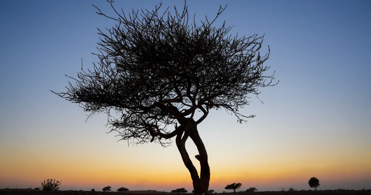 ghaf tree in desert