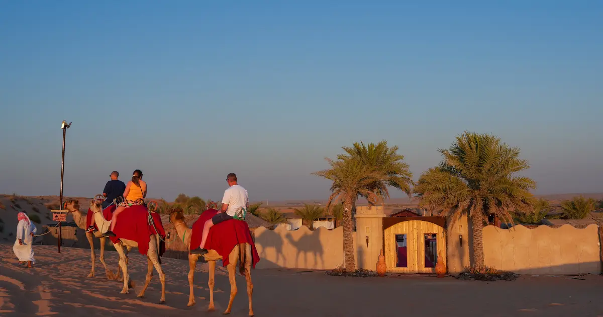 Tourists enjoying a sunset camel ride arriving at a traditional desert safari camp in Dubai.
